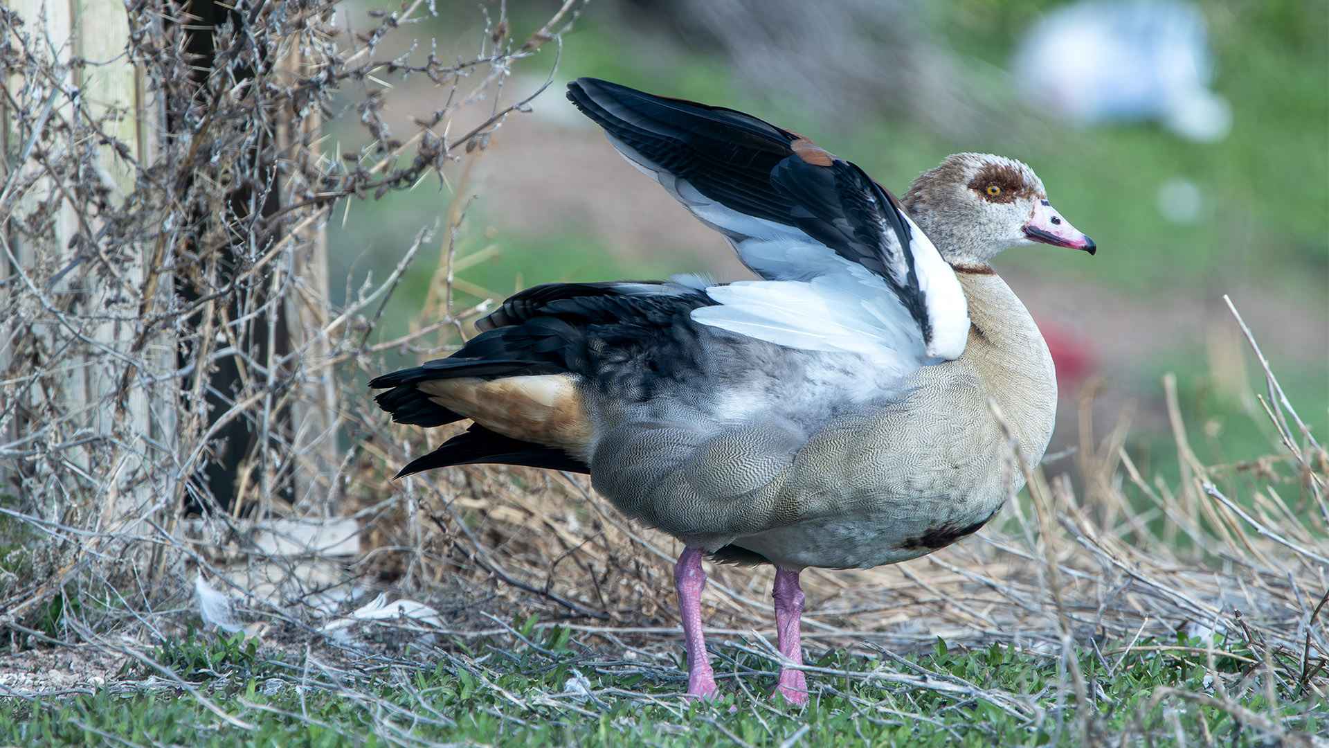 Egyptian Goose